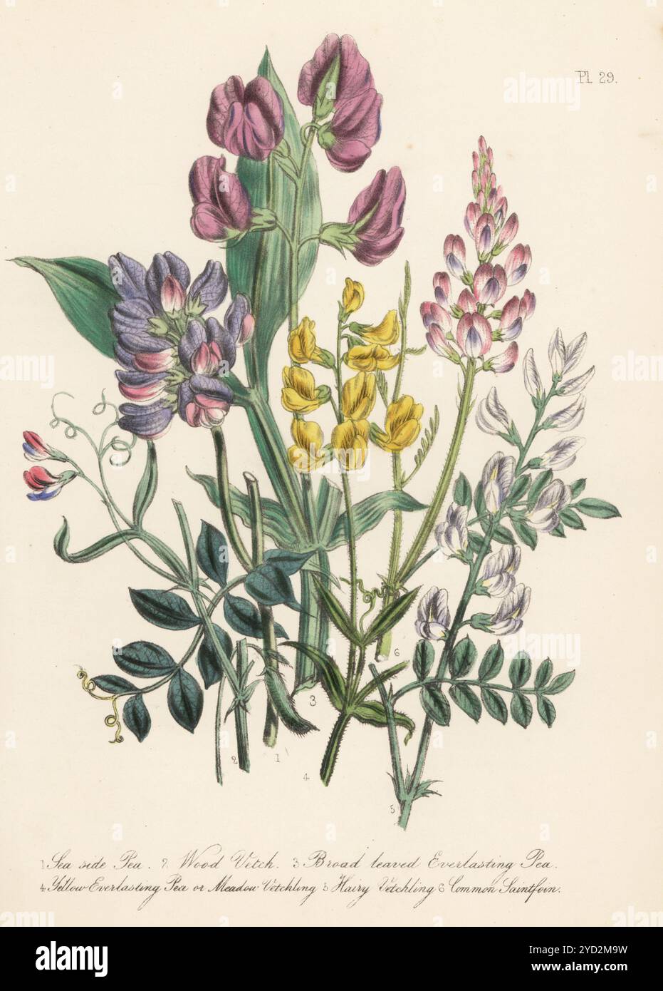 Pisello lato mare, Lathyrus japonicus var. Maritimus, vecchietto, Vicia sylvatica, pisello a foglia larga, Lathyrus latifolius, piselli gialli eterni o vetchling del prato, Lathyrus pratensis, vetchling peloso, Lathyrus hirsutus e sainfoin comune, Onobrychis viciifolia. Litografia colorata a mano di Henry Noel Humphreys dopo un'illustrazione botanica di Jane Loudon dal suo libro British Wild Flowers, William Smith, Londra, 1846. Foto Stock