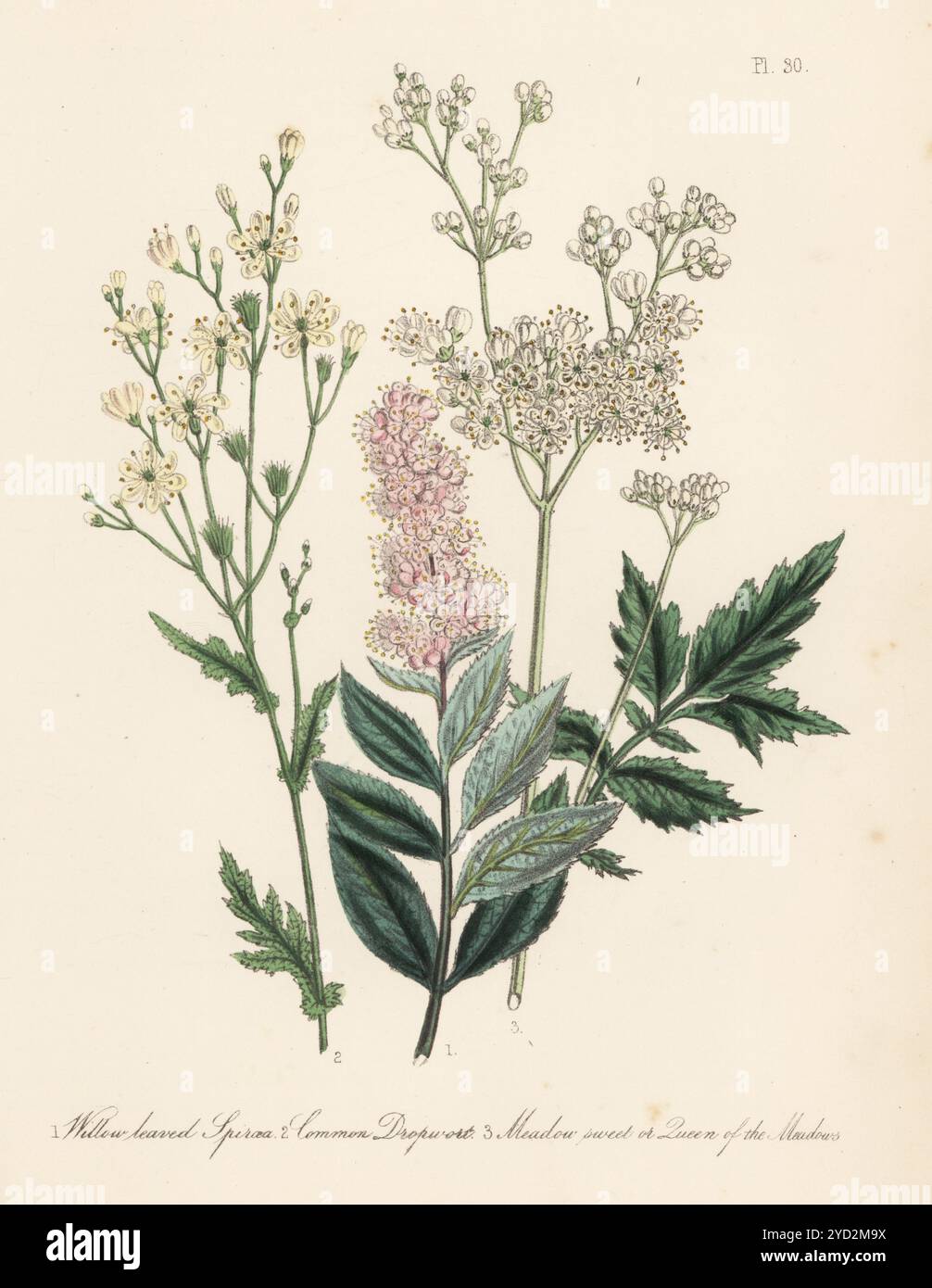 spiraea o bridewort, Spiraea salicifolia, dropwort, Filipendula vulgaris, meadowsweet o regina dei prati, Filipendula ulmaria. Litografia colorata a mano di Henry Noel Humphreys dopo un'illustrazione botanica di Jane Loudon dal suo libro British Wild Flowers, William Smith, Londra, 1846. Foto Stock