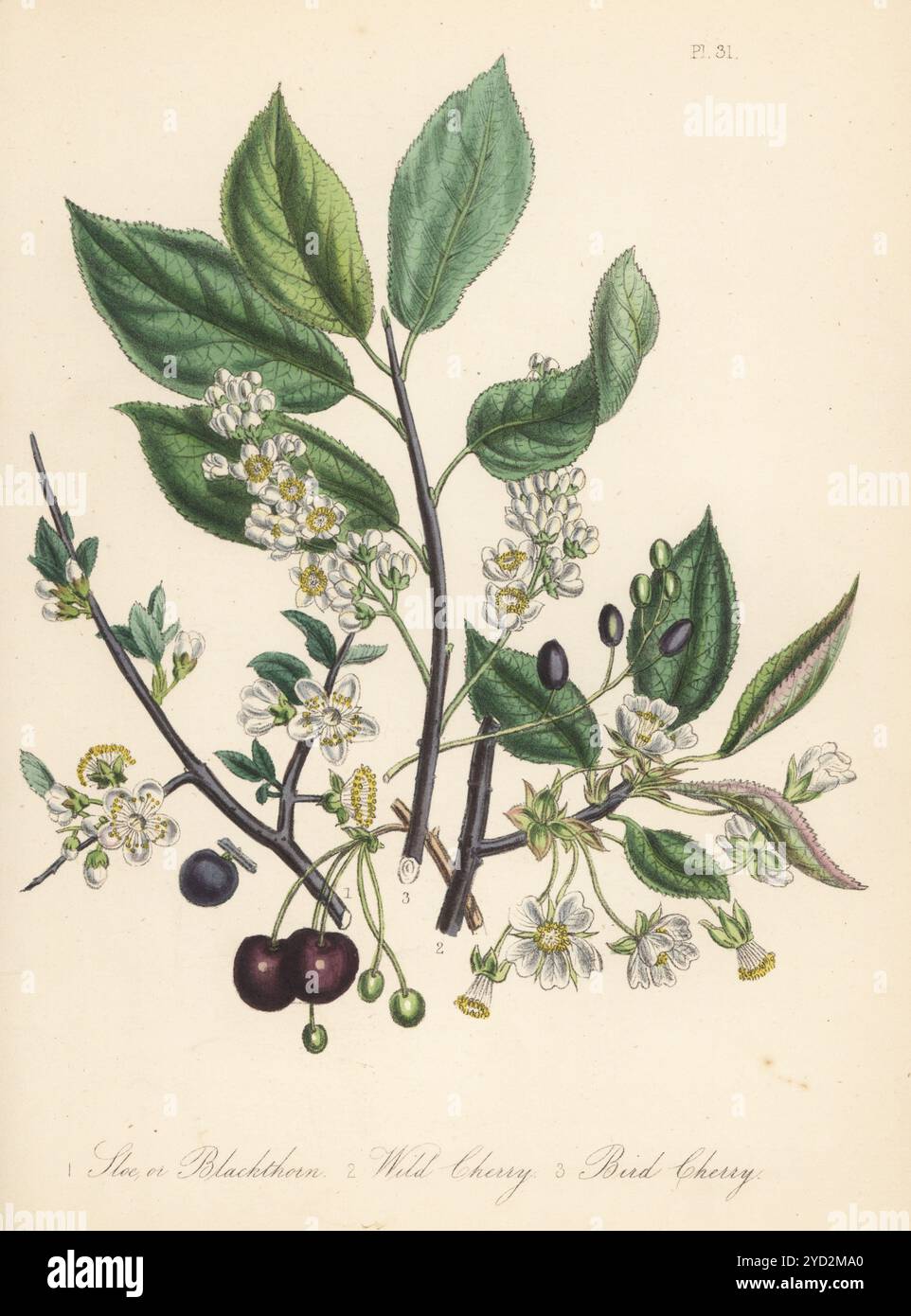 Prugna o spina nera, Prunus spinosa, ciliegia selvatica, Prunus avium e ciliegia di uccelli, Prunus padus. Litografia colorata a mano di Henry Noel Humphreys dopo un'illustrazione botanica di Jane Loudon dal suo libro British Wild Flowers, William Smith, Londra, 1846. Foto Stock