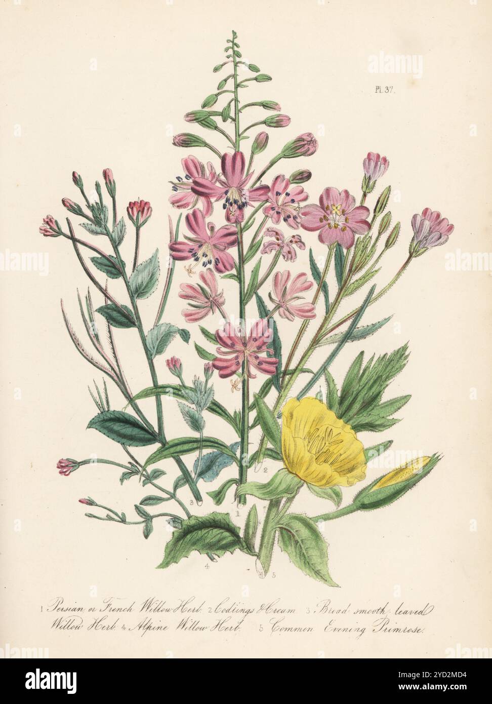 Erba di salice persiana o francese, Chamaenerion angustifolium, baccalà e panna, Epilobium hirsutum, cervi larghi lisci, Epilobium montanum, erba salice alpina, Epilobium anagallidifolium e prisma serale, Oenothera biennis. Litografia colorata a mano di Henry Noel Humphreys dopo un'illustrazione botanica di Jane Loudon dal suo libro British Wild Flowers, William Smith, Londra, 1846. Foto Stock
