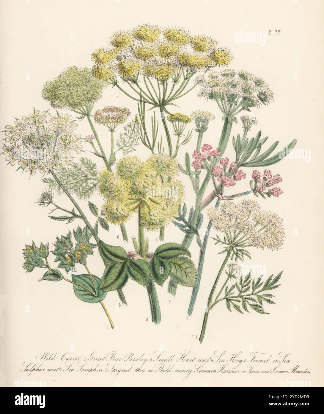 Carota selvatica, carota di Daucus, prezzemolo grande bur, Turgenia latifolia, mosto piccolo di hart, Tordylium officinale, finocchio di maiale, Peucedanum officinalis, zaffiro marino, Crithmum maritimum, spignet, mea o moneta calva, Meum athamanticum, Lepre's ear, Bupleurum rotundiflorum, e alexanders, Smyrnium olusatrum. Litografia colorata a mano di Henry Noel Humphreys dopo un'illustrazione botanica di Jane Loudon dal suo libro British Wild Flowers, William Smith, Londra, 1846. Foto Stock