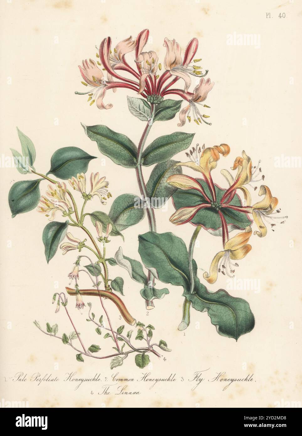 Caprifoglio al peroliato chiaro, caprifolium Lonicera, caprifolium, caprifoglio o woodbine, Lonicera periclymenum, caprifoglio di mosca, Lonicera xylosteum e linnaea o twinflower, Linnaea borealis. Litografia colorata a mano di Henry Noel Humphreys dopo un'illustrazione botanica di Jane Loudon dal suo libro British Wild Flowers, William Smith, Londra, 1846. Foto Stock