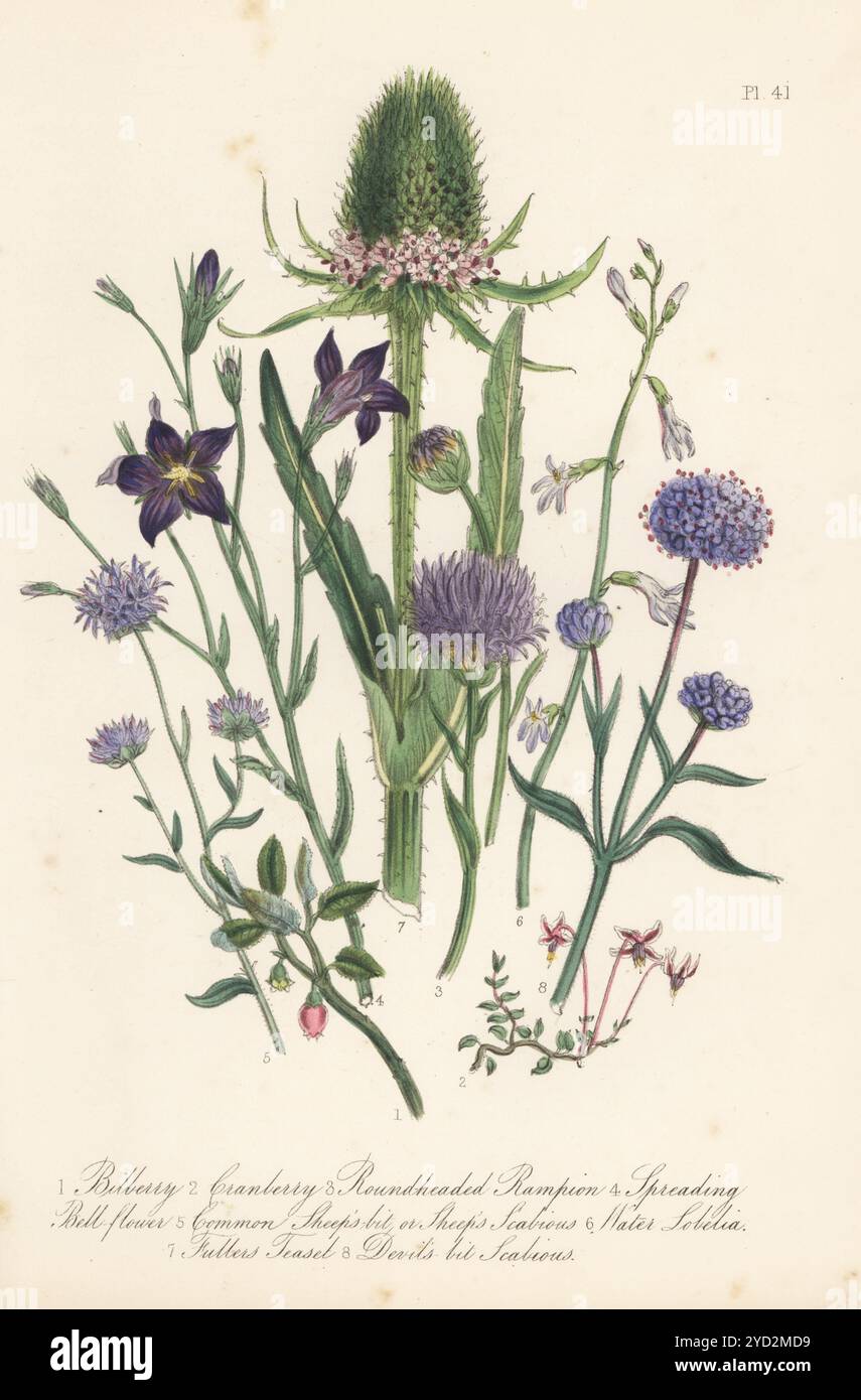 Mirtillo, Vaccinum myrtillus, mirtillo rosso, Oxycoccus palustris, rotondo Phyteuma orbiculare, campana, campana patula, pecora, Jasione montana, Water lobelia, Lobelia dortmanna, la teiera di Fuller, Dipsacus fullonum e il diavolo un po' scabioso, Scabiosa succisa. Litografia colorata a mano di Henry Noel Humphreys dopo un'illustrazione botanica di Jane Loudon dal suo libro British Wild Flowers, William Smith, Londra, 1846. Foto Stock