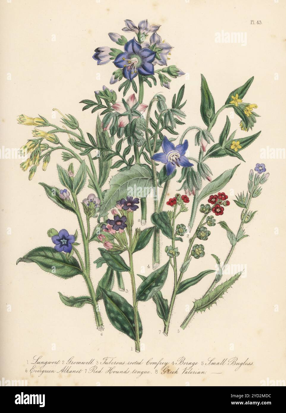 Lungwort, Pulmonaria officinalis, Gromwell, Lithospermum officinale, tuberous-rooted Comfrey, Symphytum tuberosum, borage, Borago officinalis, piccola perdita di bugloss, Lycopsis arvensis, alcanet evergreen, Anchusa sempervirens, lingua rossa dei levrieri, Cynoglossum officinale e valeriano greco, Polemonio caeruleum. Litografia colorata a mano di Henry Noel Humphreys dopo un'illustrazione botanica di Jane Loudon dal suo libro British Wild Flowers, William Smith, Londra, 1846. Foto Stock