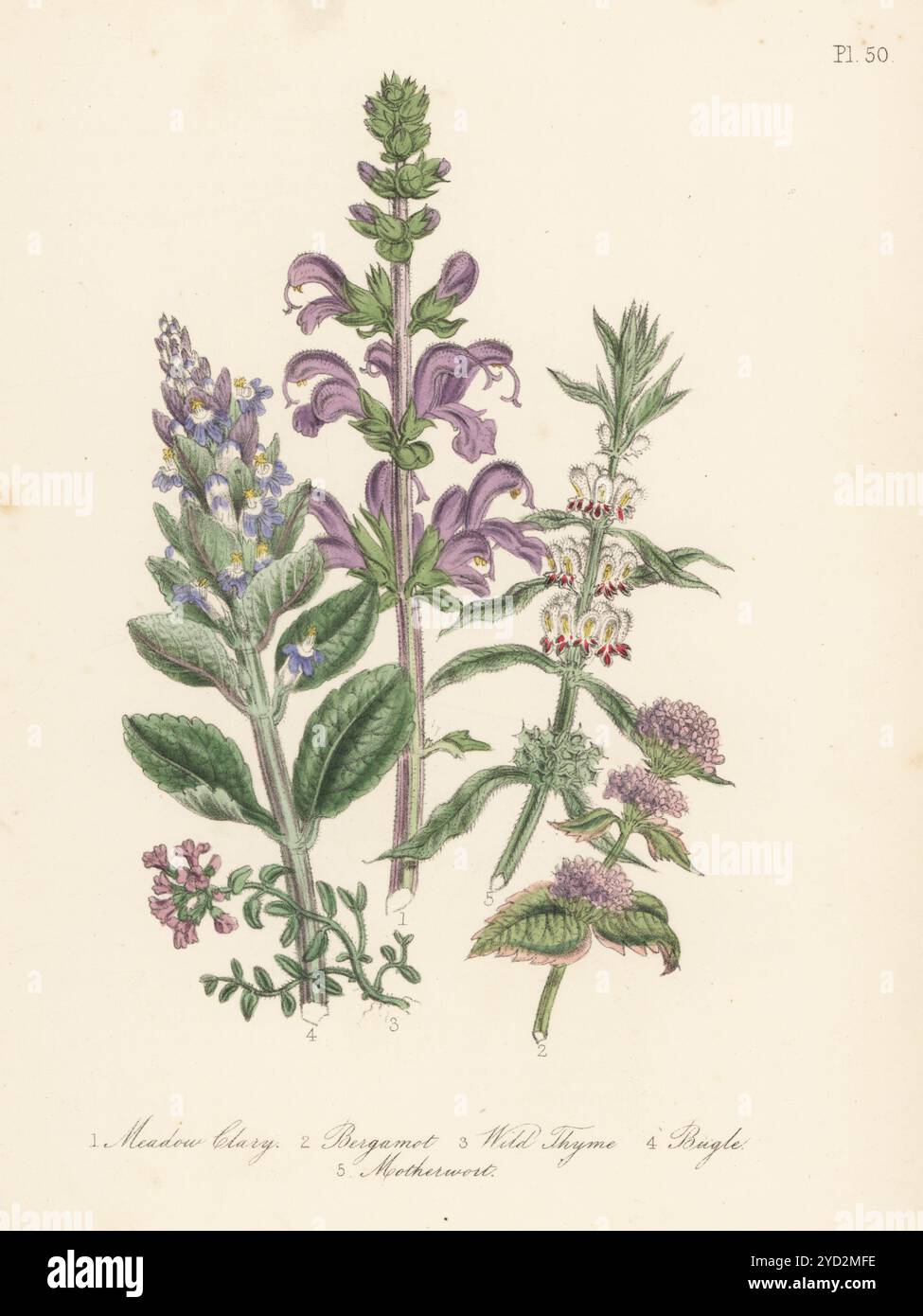 Meadow clary, Salvia pratensis, menta di bergamotto, Mentha aquatica, timo selvatico, timo serpillo, bugle, Ajuga reptans e motherwort, Leonurus cardiaca. Litografia colorata a mano di Henry Noel Humphreys dopo un'illustrazione botanica di Jane Loudon dal suo libro British Wild Flowers, William Smith, Londra, 1846. Foto Stock