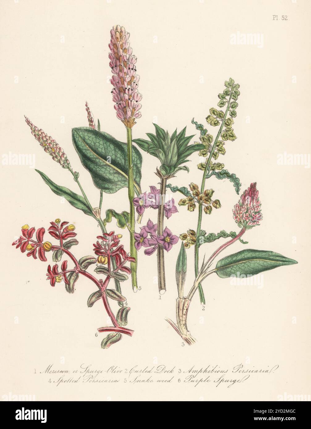 Mezereon o spurge-olive, Daphne mezereum, bacino arricciato, Rumex crispus, persicaria anfibia, Persicaria amphibia, persicaria maculata, Persicaria maculosa, erbaccia serpente, Bistorta officinalis, e lo spurge viola, i pelopoli di Euphorbia. Litografia colorata a mano di Henry Noel Humphreys dopo un'illustrazione botanica di Jane Loudon dal suo libro British Wild Flowers, William Smith, Londra, 1846. Foto Stock