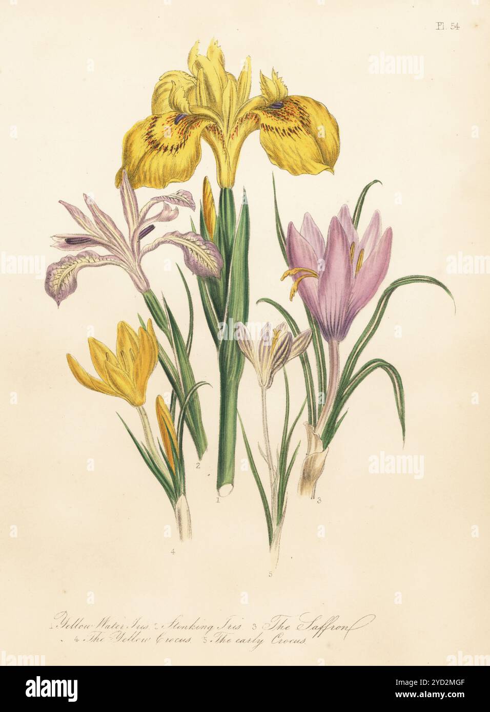 Iris d'acqua gialla, Iris pseudacorus, Iris foetidissima, zafferano, Crocus sativus, croco giallo, Crocus flavus subsp. flavus, e Crocus primitivo, Crocus biflorus. Litografia colorata a mano di Henry Noel Humphreys dopo un'illustrazione botanica di Jane Loudon dal suo libro British Wild Flowers, William Smith, Londra, 1846. Foto Stock
