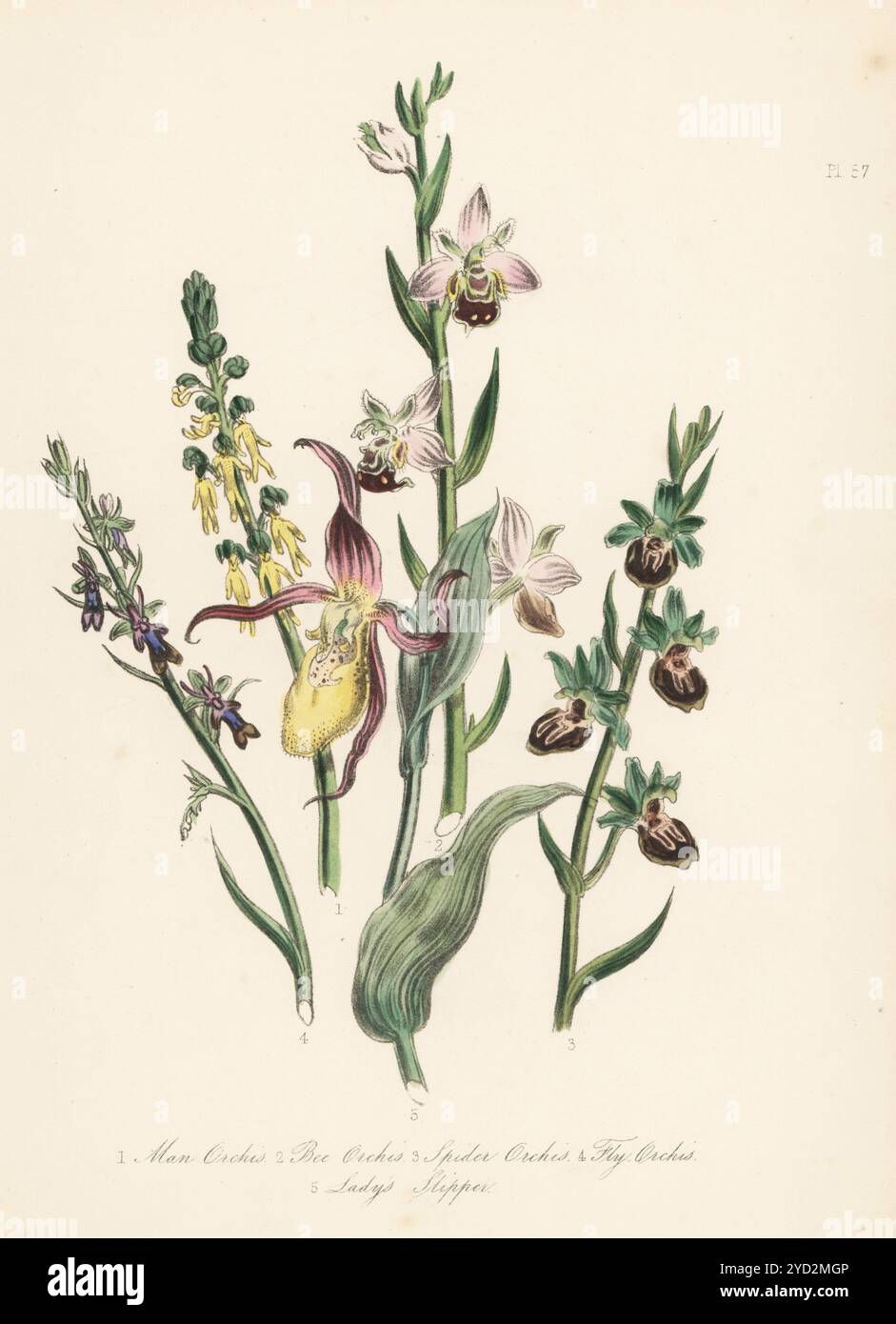 Orchidea umana, Orchis antropophora, orchidea delle api, Ophrys apifera, orchidea dei ragni, Ophrys aranifera, orchidea di mosca, Ophrys insectifera, e cipripedio calceolus. Litografia colorata a mano di Henry Noel Humphreys dopo un'illustrazione botanica di Jane Loudon dal suo libro British Wild Flowers, William Smith, Londra, 1846. Foto Stock
