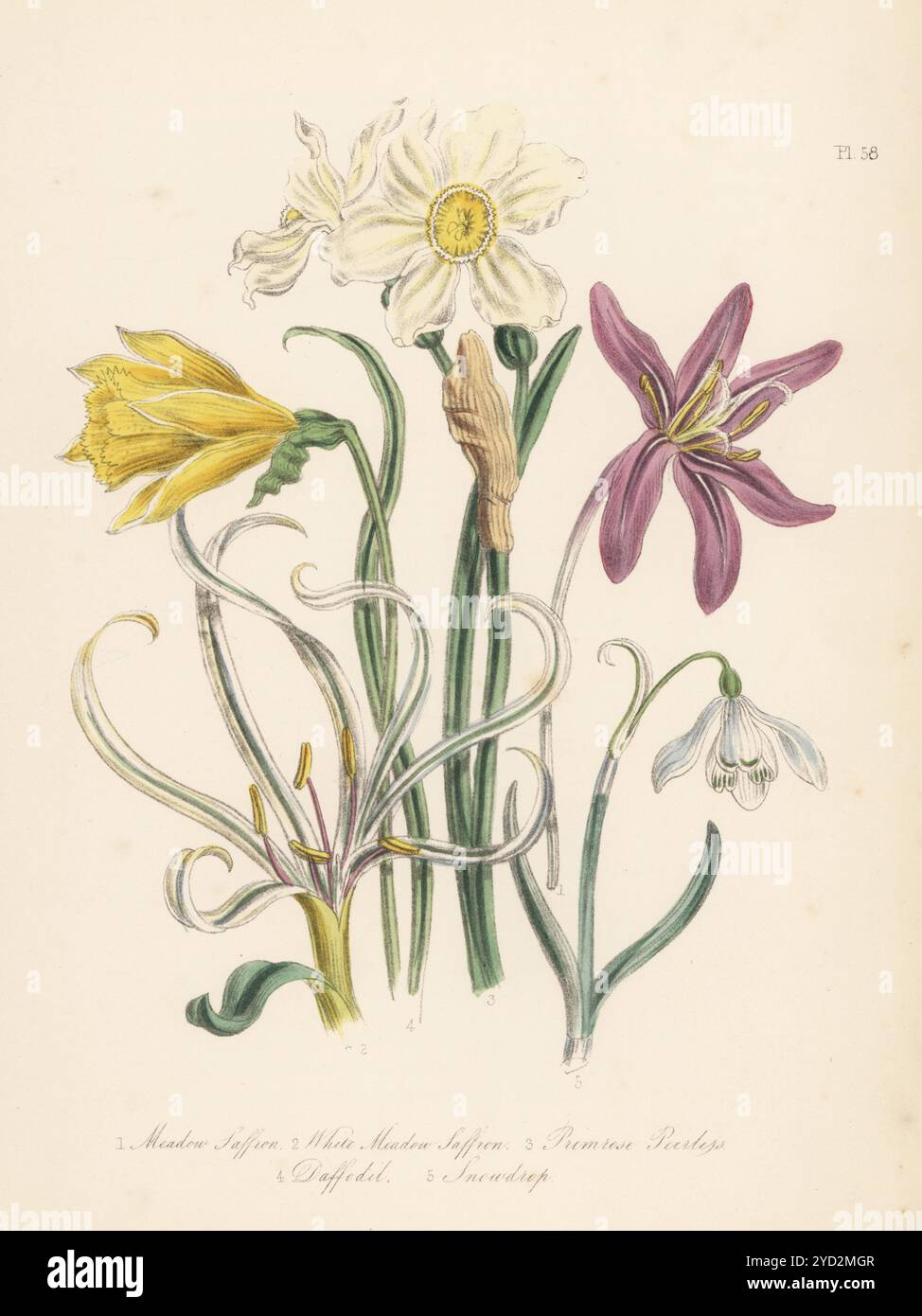 Zafferano da prato e zafferano da prato bianco, Colchicum autumnalis, senza pere di primula, Narcissus x medioluteus, nardilo, Narciso pseudonarciso, e snowdrop, Galanthus nivalis. Litografia colorata a mano di Henry Noel Humphreys dopo un'illustrazione botanica di Jane Loudon dal suo libro British Wild Flowers, William Smith, Londra, 1846. Foto Stock