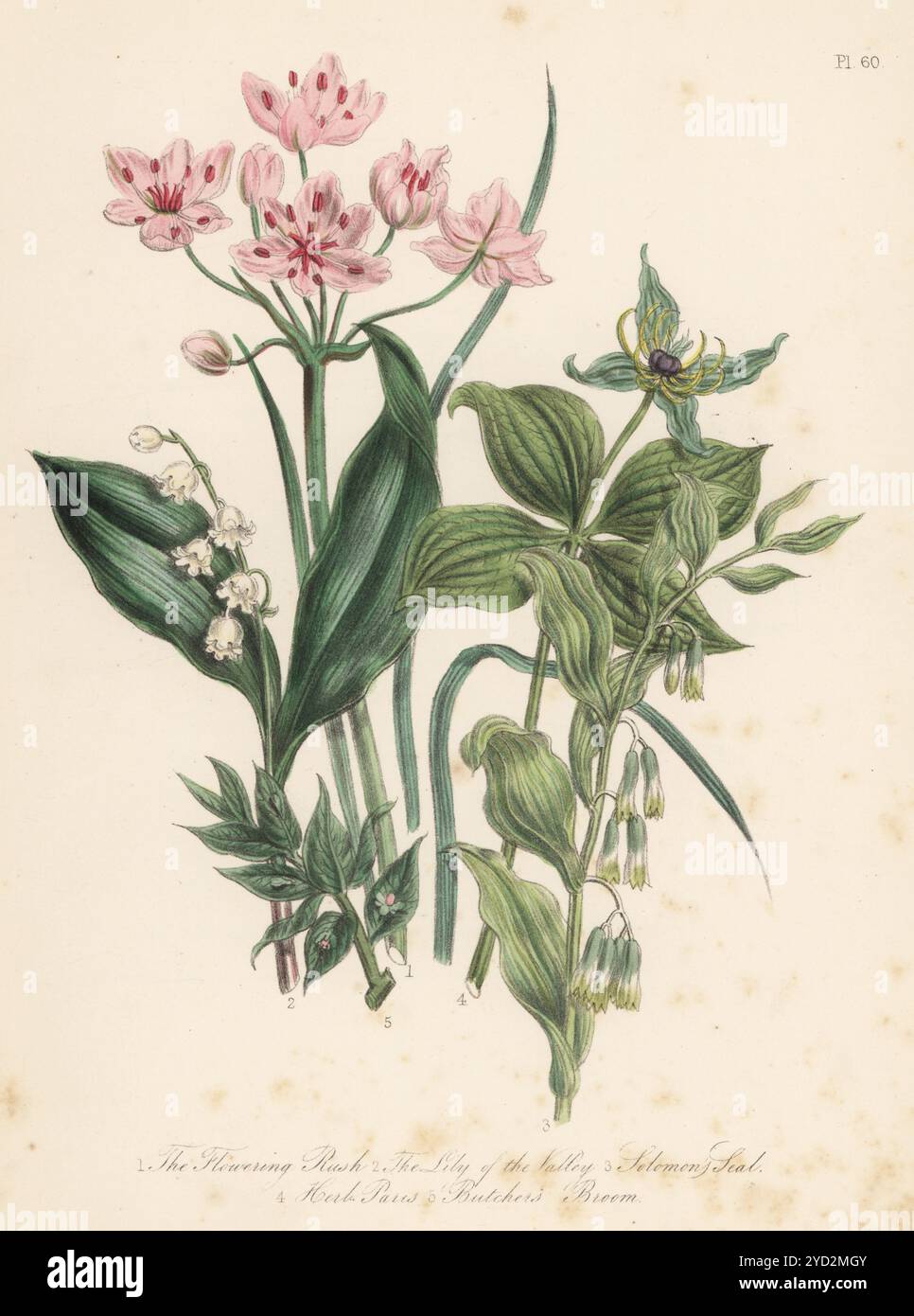 Fioritura, Butomus umbellatus, giglio della valle, Convallaria majalis, foca di Salomone, Polygonatum multiflorum, Herb-Paris, quadrifolia di Parigi e scopa da macellaio, Ruscus aculeatus. Litografia colorata a mano di Henry Noel Humphreys dopo un'illustrazione botanica di Jane Loudon dal suo libro British Wild Flowers, William Smith, Londra, 1846. Foto Stock