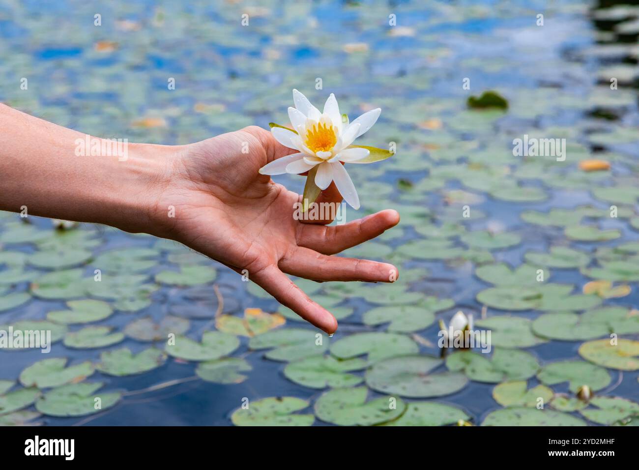 Uomo che tiene il loto bianco sul lago Foto Stock