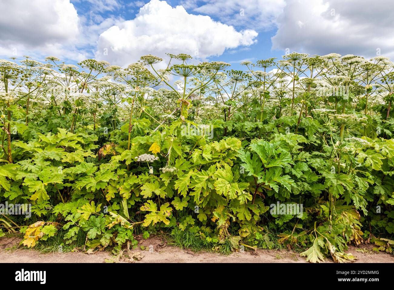 La pastinaca mucca o l'alga tossica nei giorni estivi Foto Stock