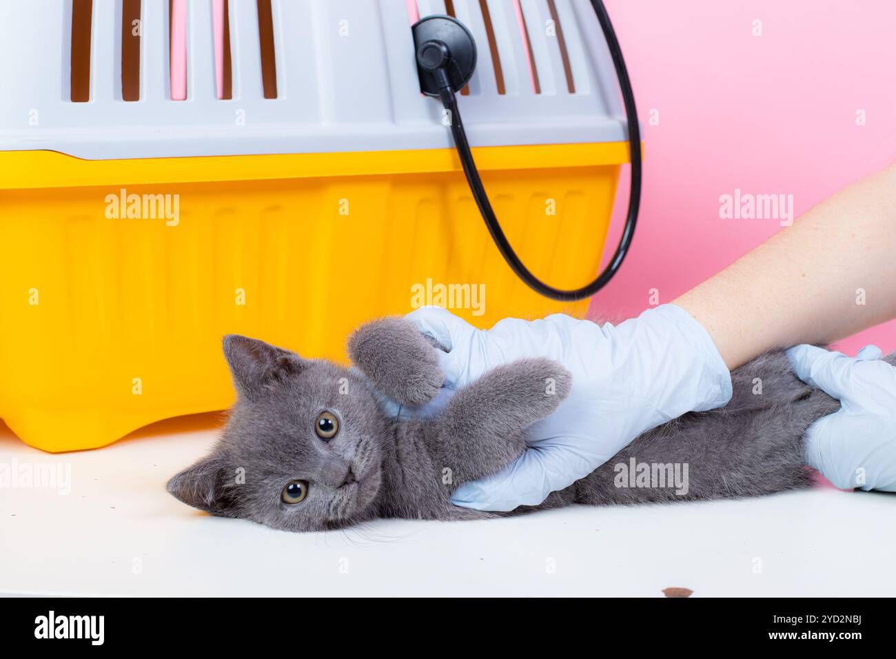 Gatto alla reception di un veterinario. Gatto al tavolo veterinario. Medicina veterinaria trattamento degli animali. PET salute un articolo Foto Stock