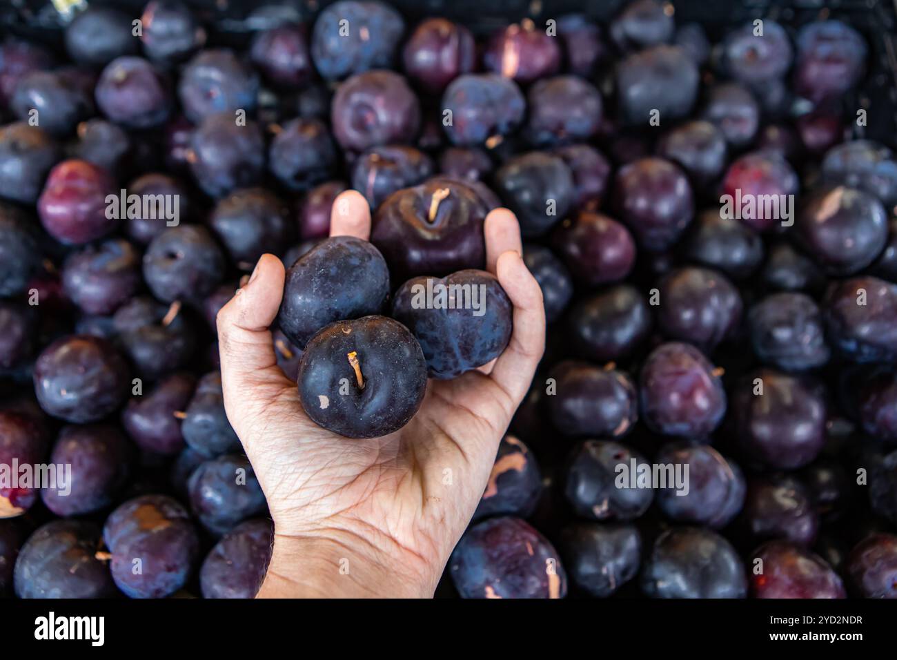 Ottima frutta fresca al mercato locale Foto Stock