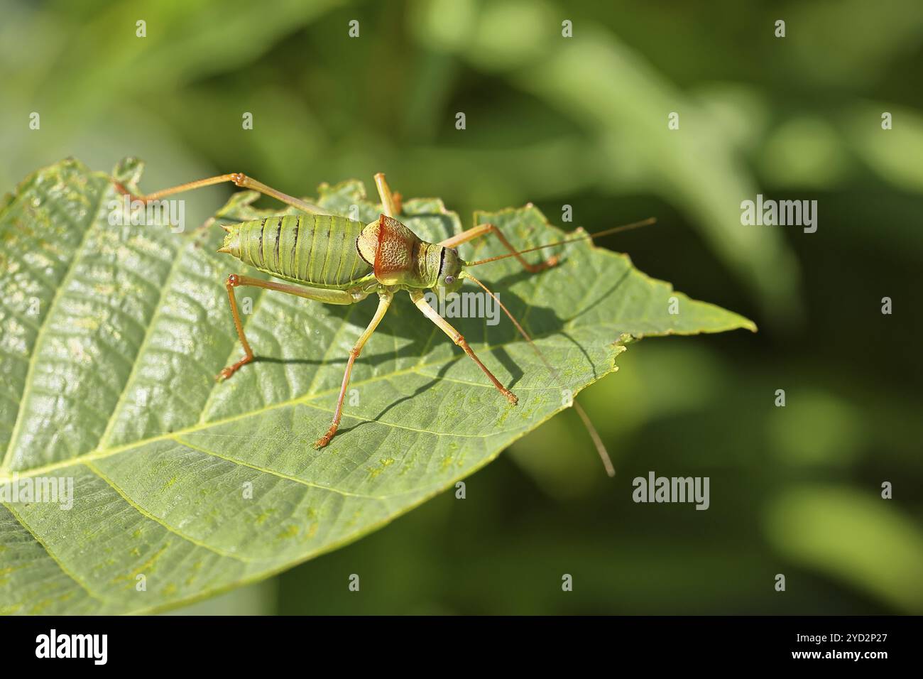 Cavalletta steppa, cavalletta steppa (Ephippiger ephippiger), cavalletta a pinna lunga, inclusa nella lista rossa tedesca, con protezione speciale Foto Stock