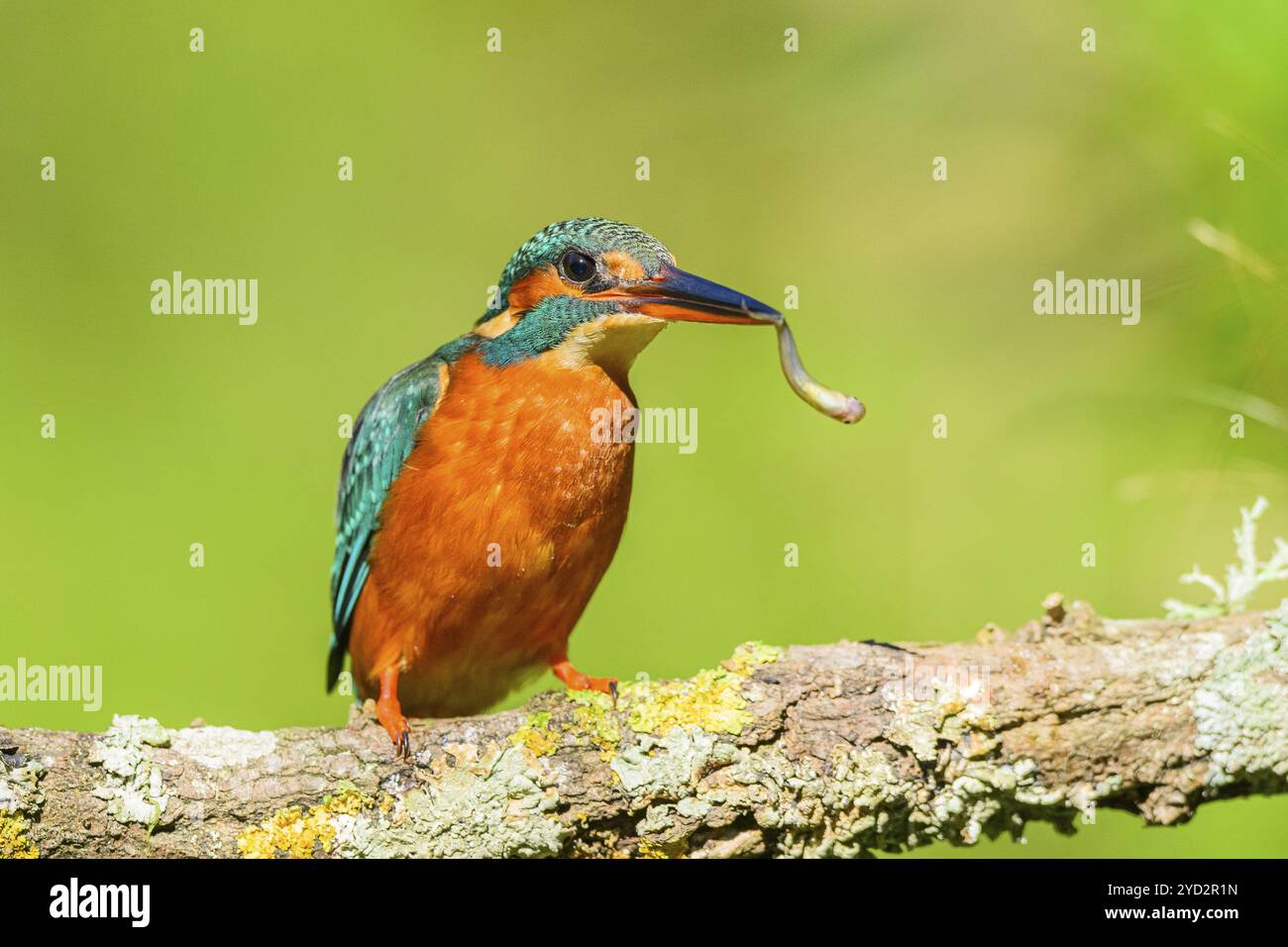 martin pescatore comune (Alcedo atthis) con pesce predato seduto su un ramo con colori autunnali, Wildife, Catalogna, Spagna, Europa Foto Stock
