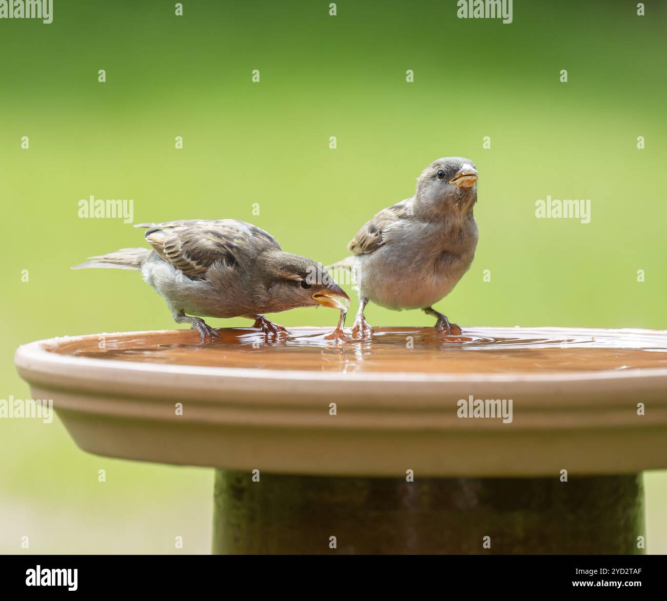 Passeri domestici (Passer domesticus) in piedi su un bagno di uccelli e acqua potabile, bassa Sassonia, Germania, Europa Foto Stock