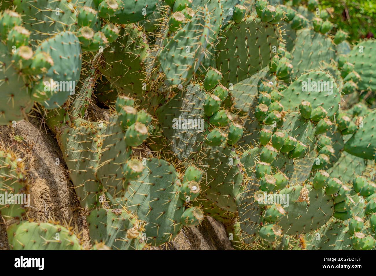 Primo piano a fotogramma completo di foglie di cactus verde di fico opuntia in un'atmosfera soleggiata Foto Stock