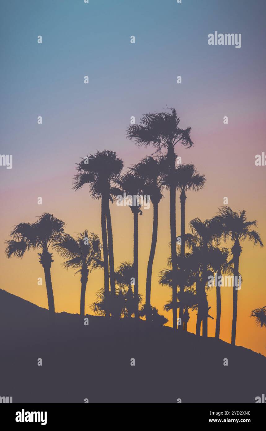 Retrò filtrata palme tropicali contro una vibrante tramonto con copia spazio al di sopra e al di sotto di Foto Stock