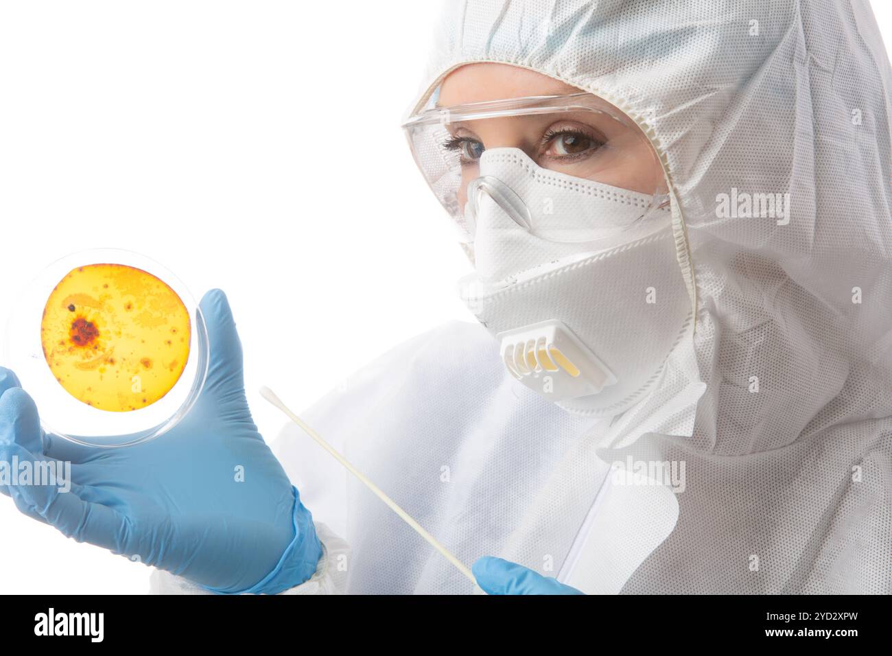 Operaio di laboratorio che tiene in mano una piastra di coltura con batteri o virus in crescita Foto Stock