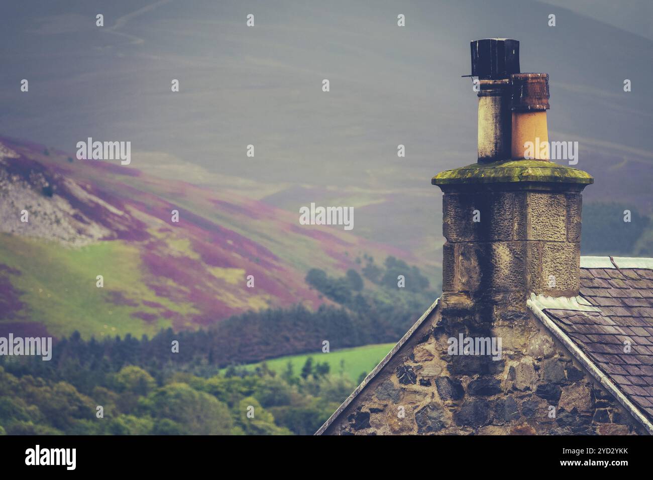 Casa rurale in confini Scozzesi contro la viola Heather Foto Stock