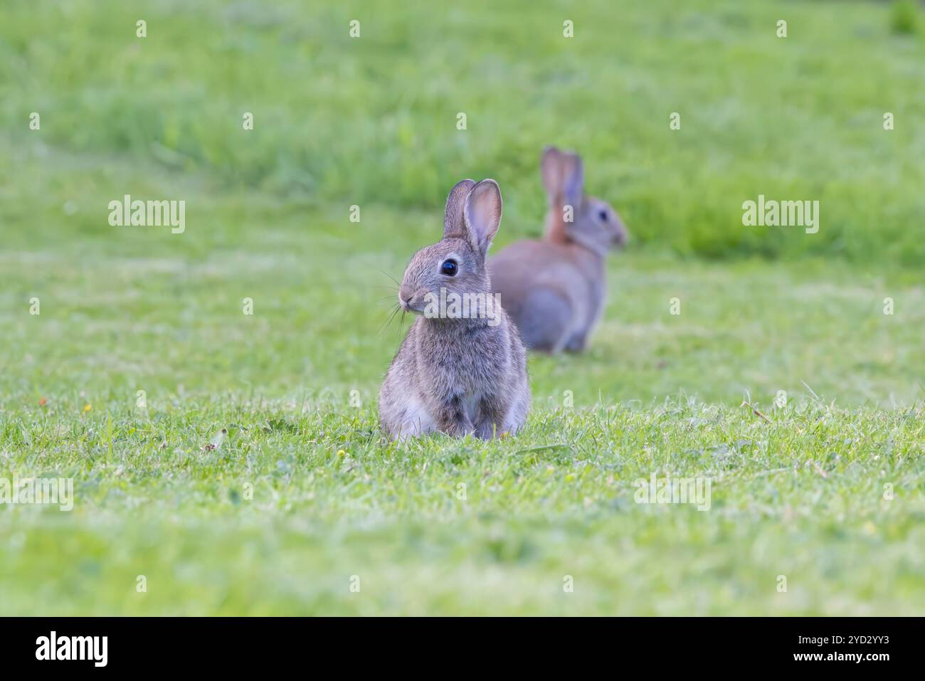 Coniglio europeo [ Oryctolagus cuniculus ] 2 animali sul prato del giardino Foto Stock