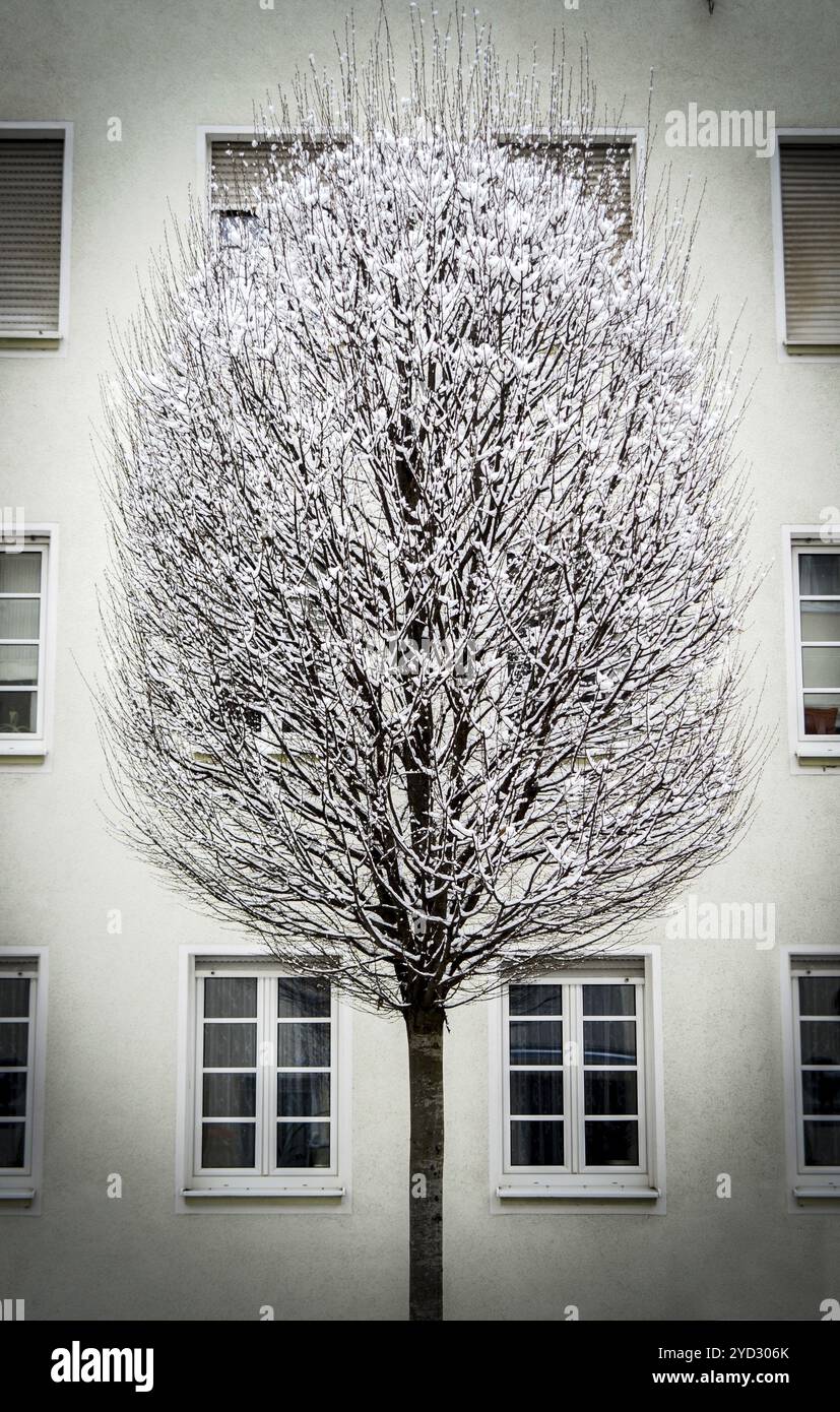 Immagine invernale di un albero innevato in una città Foto Stock