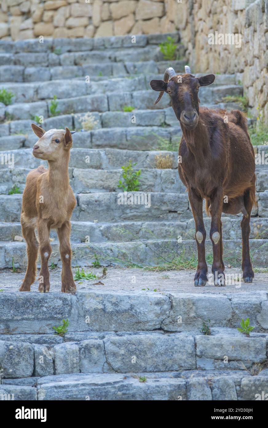 Una capra curiosa e il suo bambino su alcuni gradini a Maiorca, Spagna, Europa Foto Stock