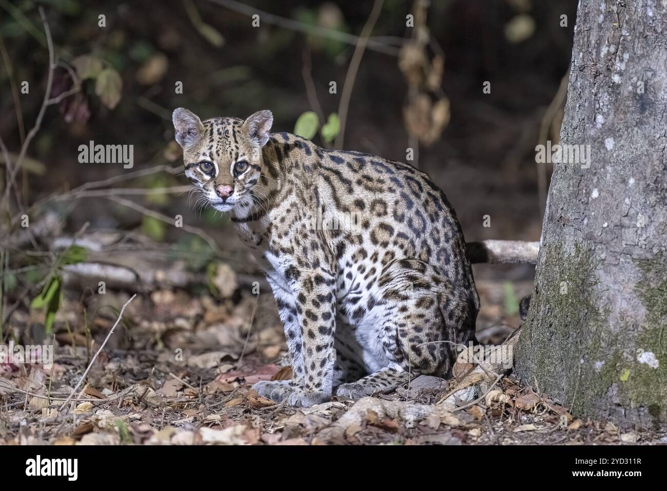 Ocelot (Leopardus pardalis), di notte, contatto visivo, Pantanal, entroterra, zona umida, riserva della biosfera dell'UNESCO, sito Patrimonio dell'Umanità, biotopo paludoso, Mato GR Foto Stock