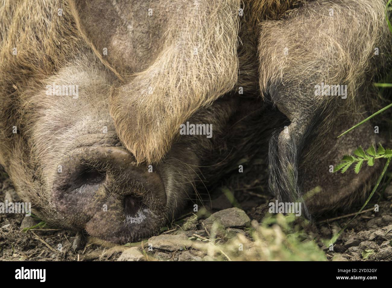 Close-Up di maiale (SOW) dormendo all'aperto Foto Stock