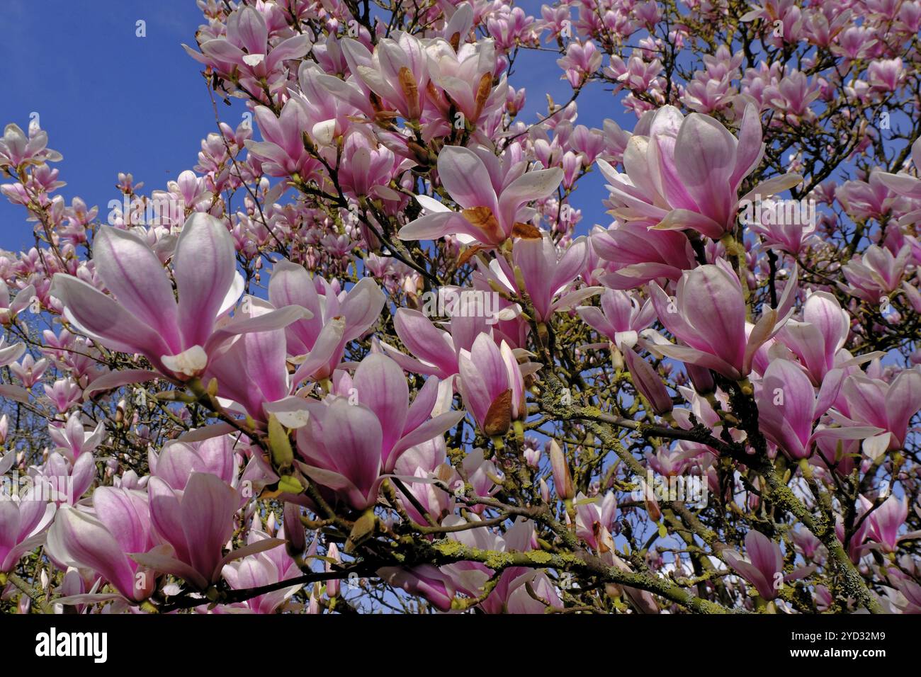 Tulip magnolia (Magnolia soulangeana) fiori, giardino, Grebenstein, Assia Foto Stock