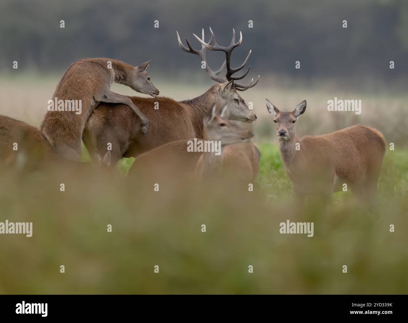 Cervo rosso (Cervus elephus) fa sapere al cervo dominante che è pronta, Norfolk Foto Stock