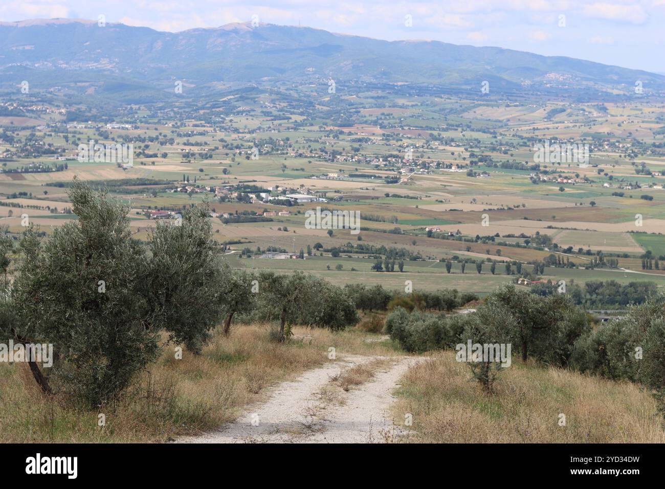 Sentiero per passeggiate che si snoda tra gli oliveti durante il sole estivo Foto Stock