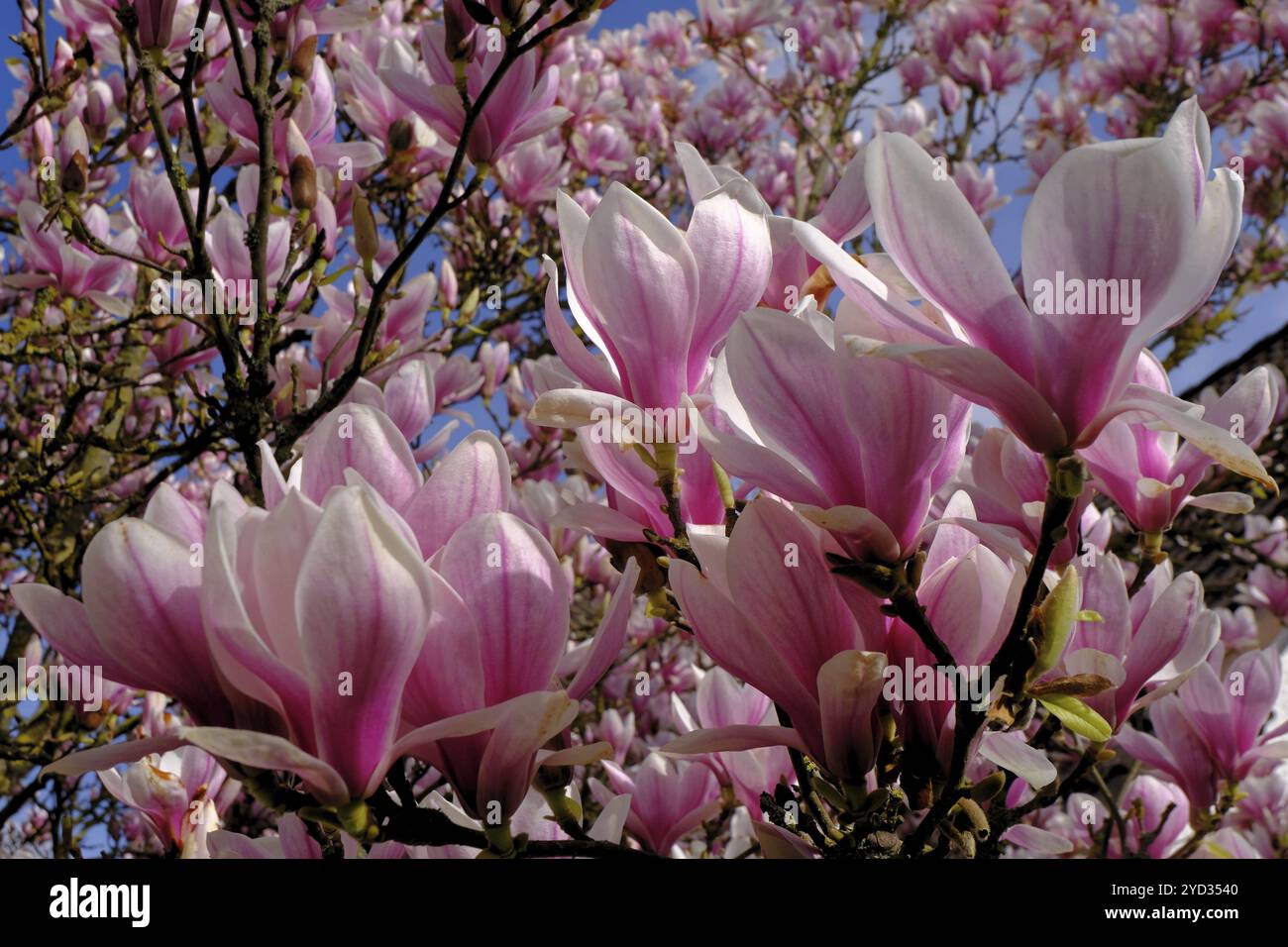 Tulip magnolia (Magnolia soulangeana) fiori, giardino, Grebenstein, Assia Foto Stock