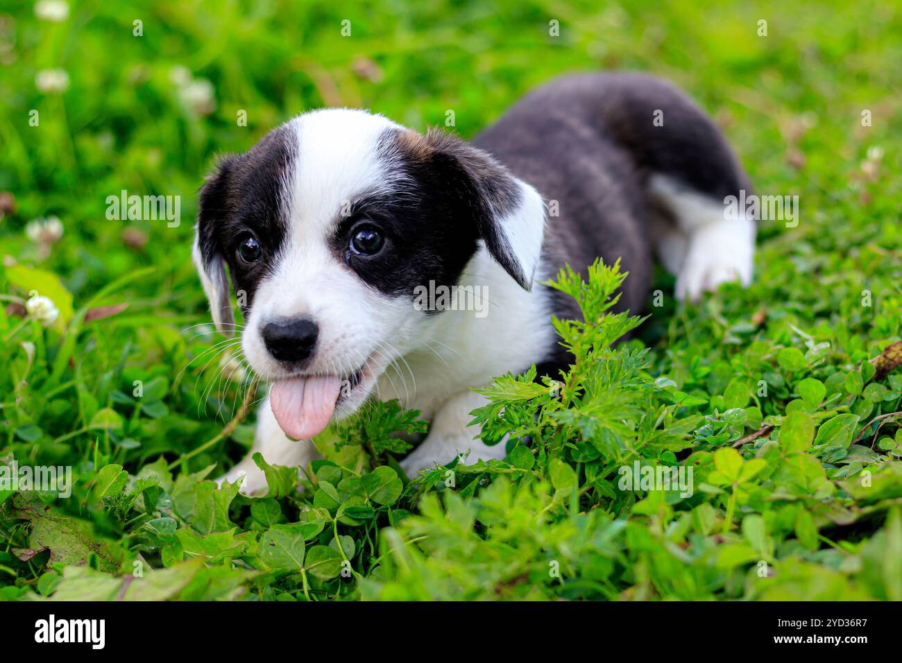 Il cardigan gallese Corgi è steso sull'erba. Un animale domestico. Un bel cane purosangue. Il concetto della grafica per i ma stampati Foto Stock