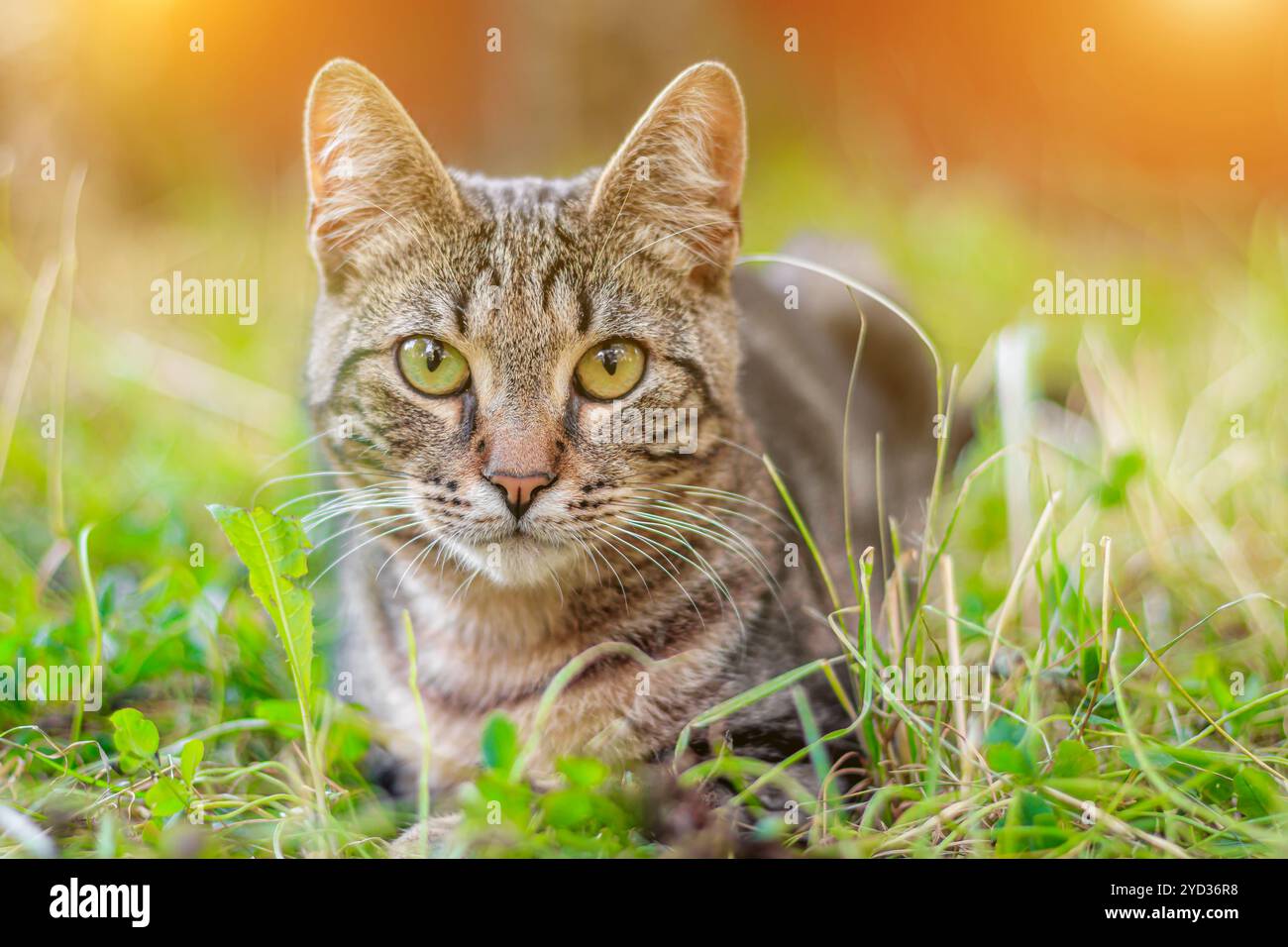 Il gatto tabby è steso nell'erba. Gatto della casa a piedi. Bel gatto per la copertura. La portata dell'animale. Foto Stock