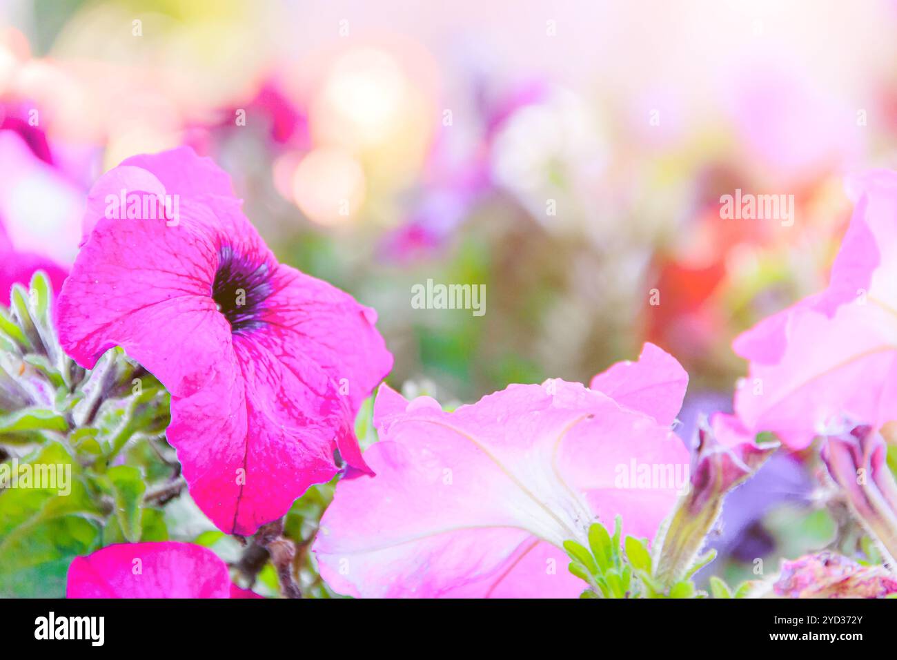Fiore di strada Petunia sfondo fiore. Decorazioni cittadine. Fioritura. Foto per i prodotti stampati. Articolo sulle petunie e Th Foto Stock