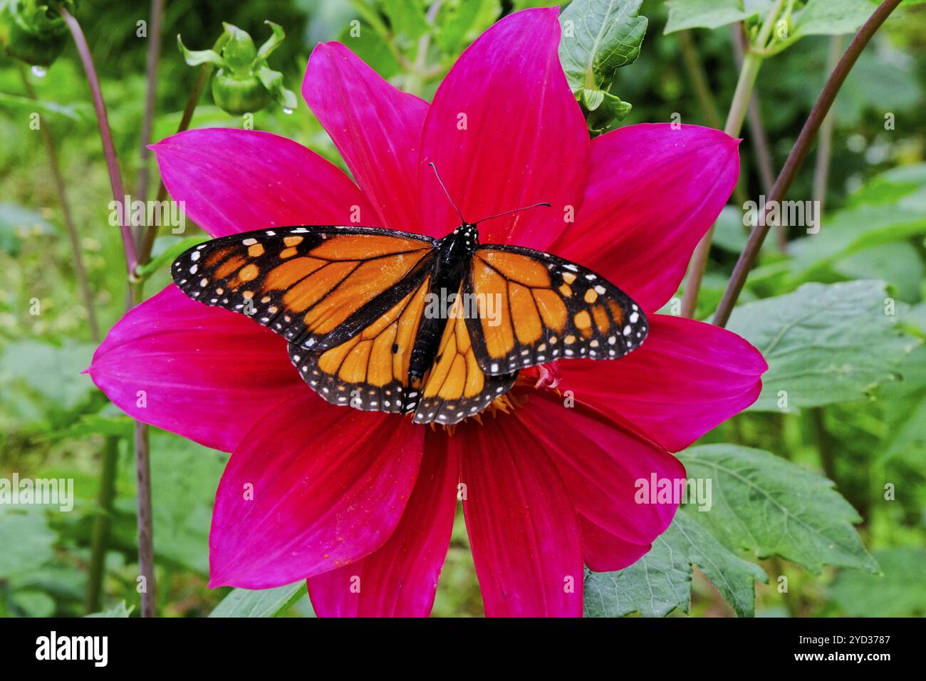 Farfalla Monarch (Danaus plexippus) farfalla nera e arancione, Blandys Garden, Funchal, isola di Madeira Foto Stock