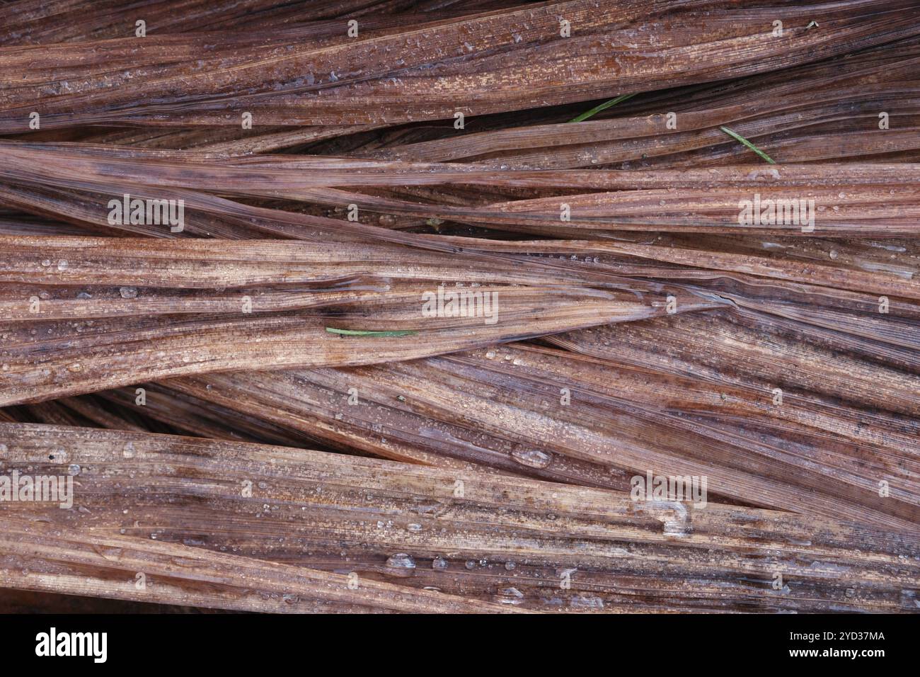 Sfondo astratto Texture of Wet Dead Leaves in Inverno Foto Stock