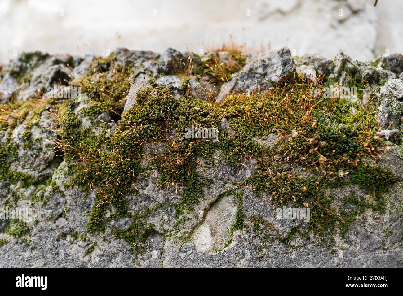 Un primo piano di muschio verde brillante che cresce su una superficie di pietra intemprata riflette la bellezza della natura che prospera in condizioni difficili. Foto Stock