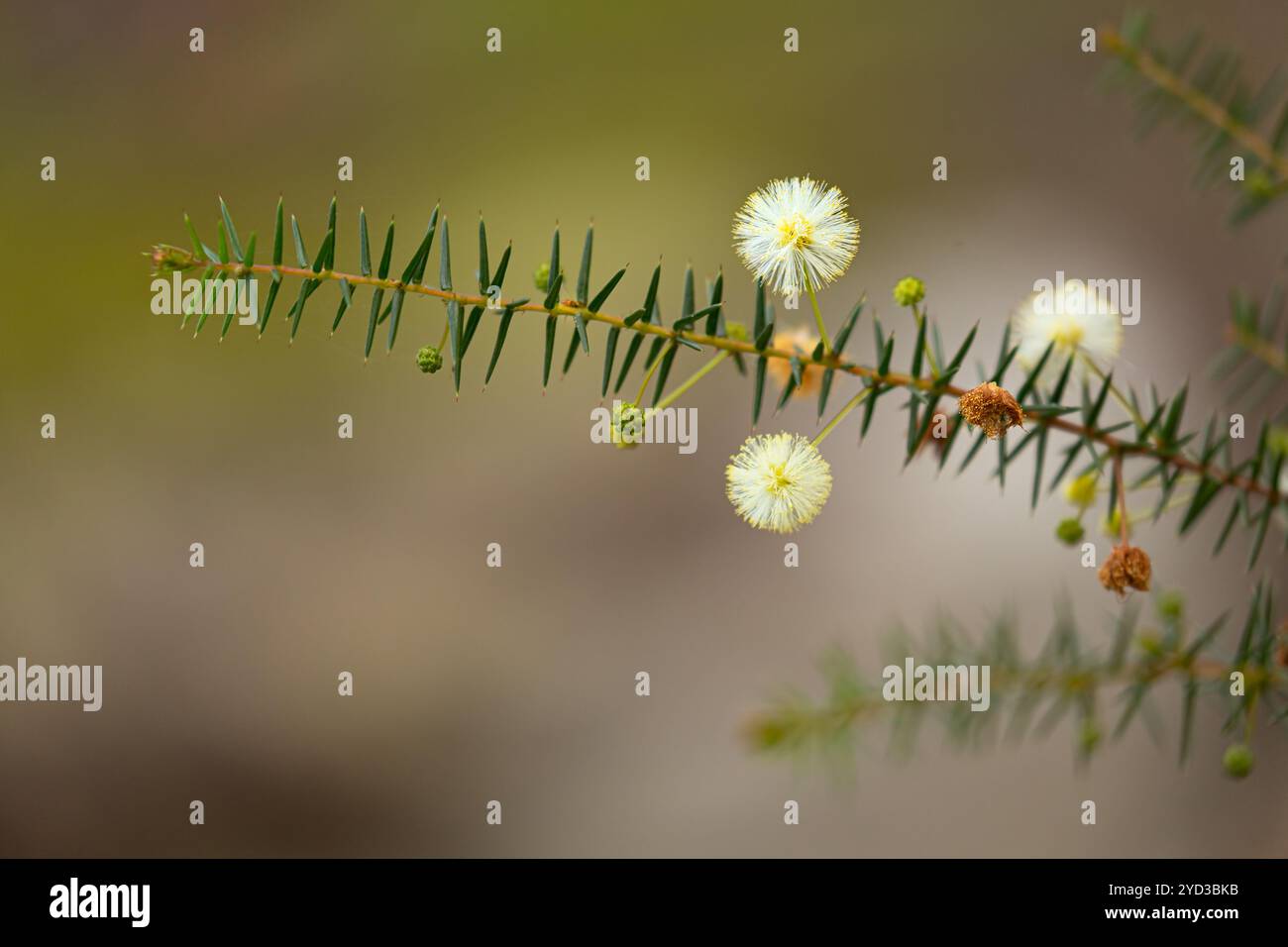 Fiore nativo australiano - fioritura di wattle dorato. Piccoli fiori in erba di meno di 1 cm in inverno. dof basso con sfocatura e messa a fuoco dello sfondo uniformi Foto Stock