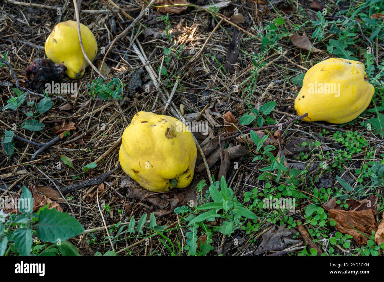 Diversi frutti di cotogna gialli a terra tra l'erba del giardino Foto Stock