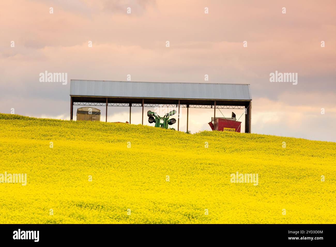 Capannone agricolo nel campo della canola Foto Stock