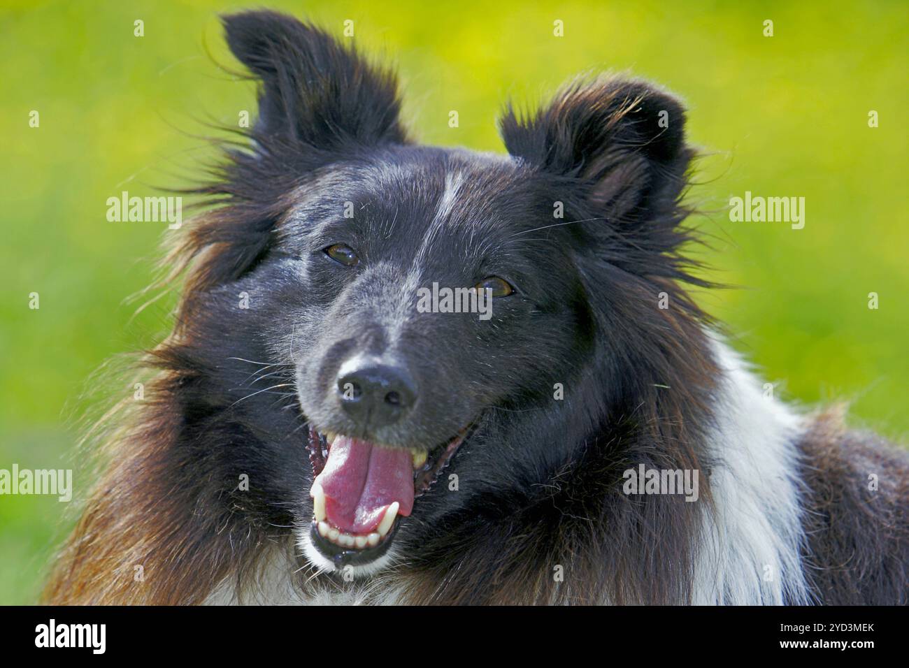 Closeup Head of Smiling Shetland Sheepdog, fuori nel prato verde. Foto Stock