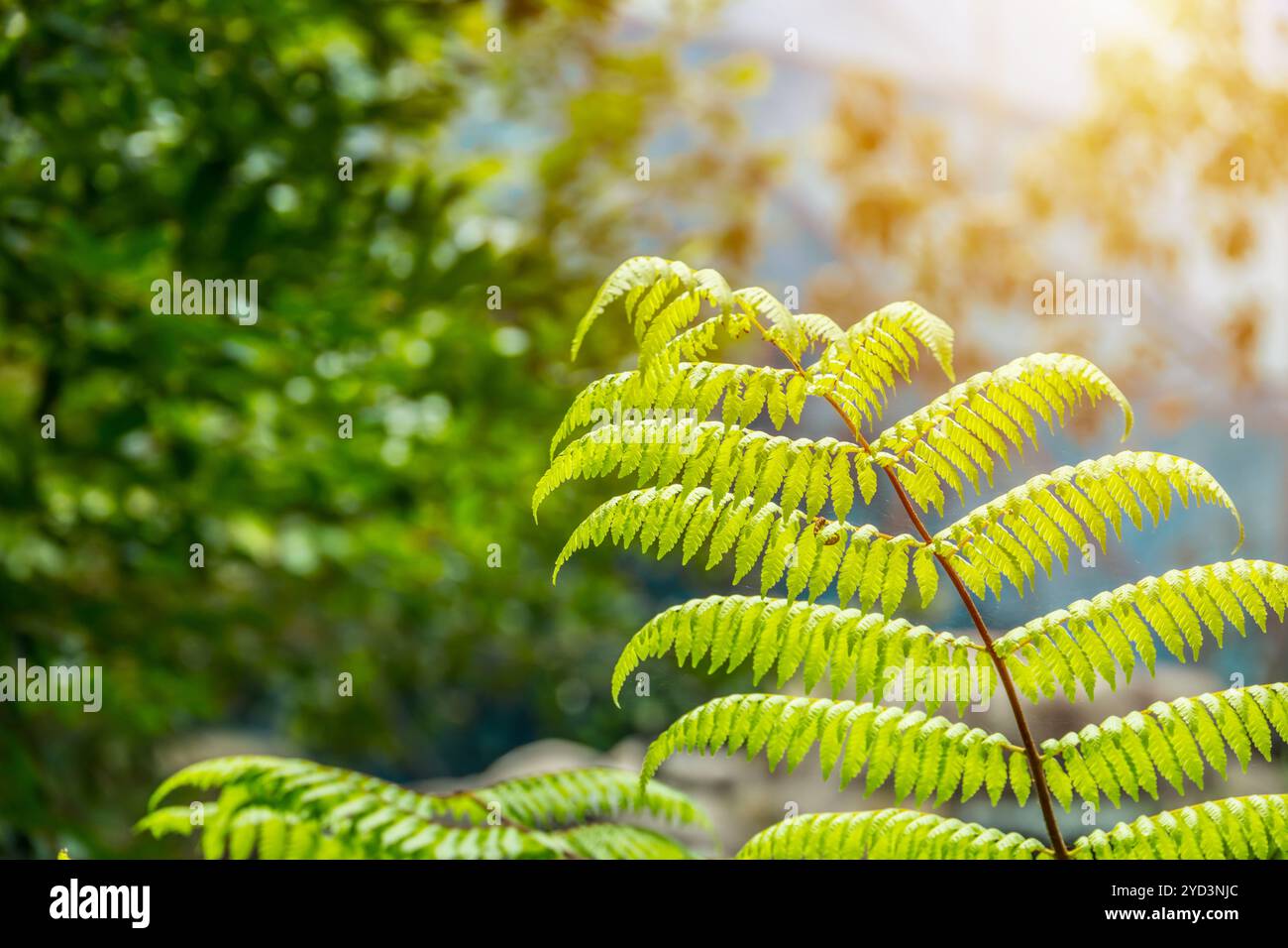 Scienza dell'ecologia. Primo piano processo di fotosintesi clorofilla in foglia di felce verde con luce solare. Ecosistema naturale fresco. Foto Stock