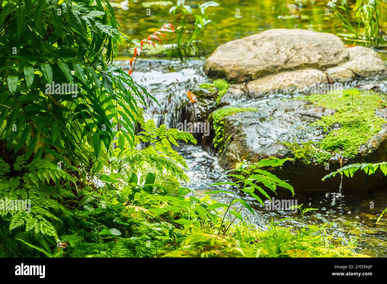 Sistema Good Nature Eco. Piante verdi natura fresca nella cascata della foresta acqua pulita freddo freddo ecologia naturale. Foto Stock