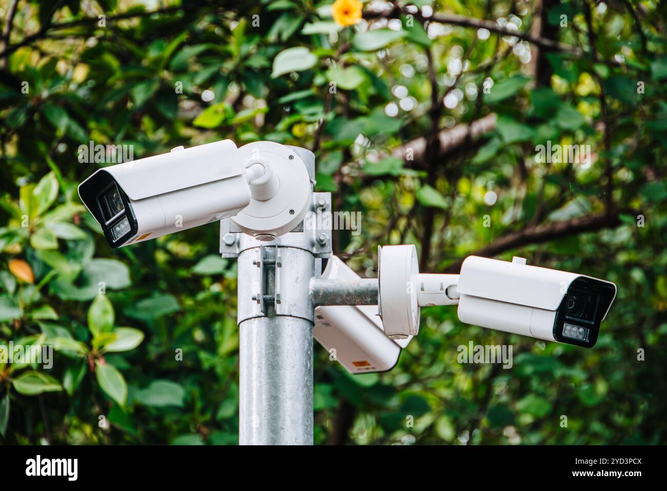 Telecamera a circuito chiuso nel giardino del parco pubblico forestale o nel parco nazionale per la sicurezza e la protezione dell'ecosistema animale in natura. Foto Stock Telecamera a circuito chiuso nel giardino del parco pubblico forestale o nel parco nazionale per la sicurezza e la protezione dell'ecosistema animale in natura. Foto Stock