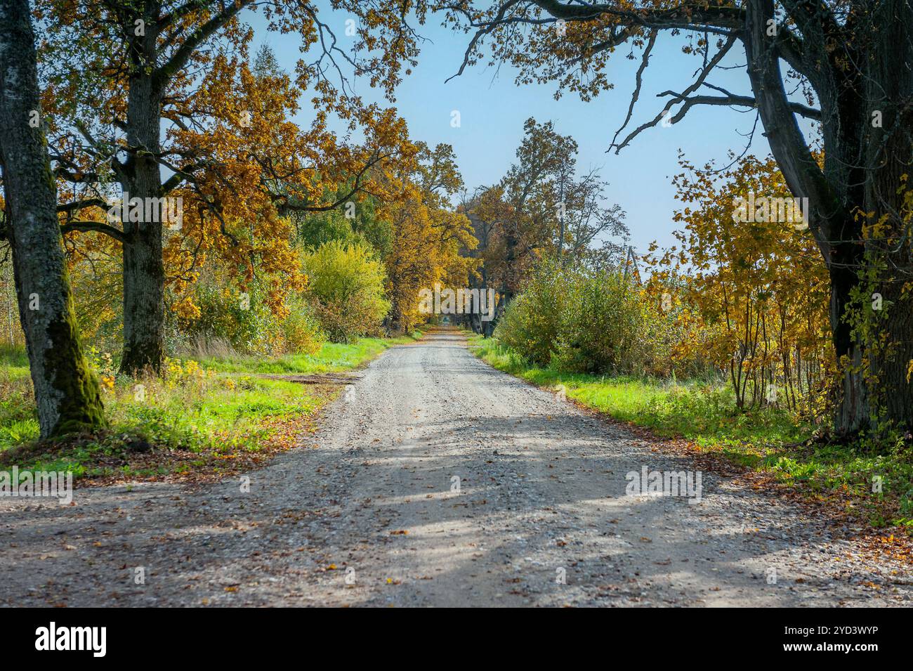 Strada di campagna attraverso il campo e la foresta. Paesaggio autunnale, scena rurale. Fuga nel weekend, luoghi remoti. Foto Stock