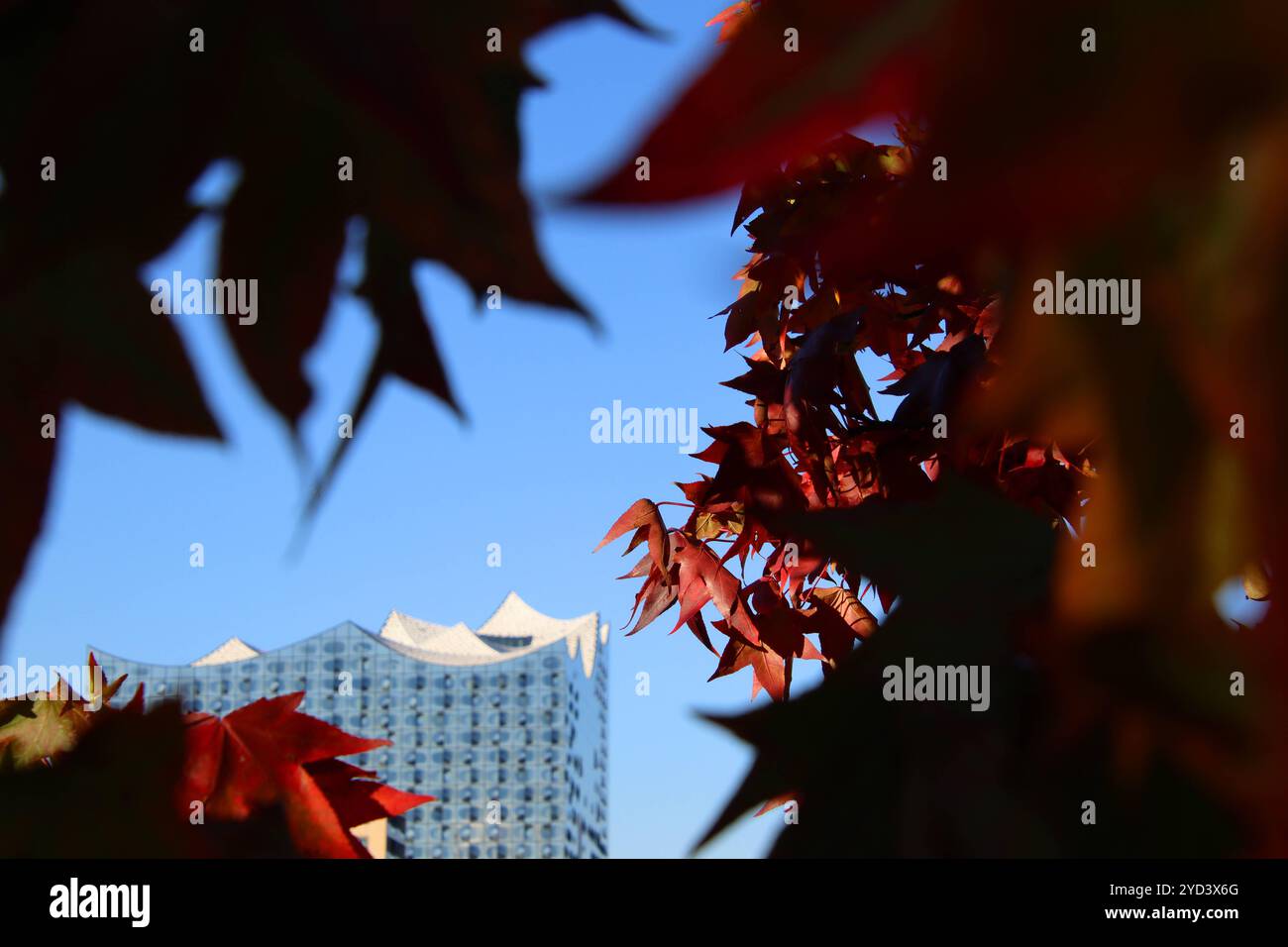 Caratteristica estate indiana: Traumhaftes Herbstwetter ad Amburgo, Mitte Oktober. Wirkt wie von buntem Laub umrahmt: Die Elbphilharmonie in der HafenCity. *** Caratterizzato da estate indiana fantastico clima autunnale ad Amburgo a metà ottobre l'Elbphilharmonie a HafenCity sembra essere circondato da fogliame colorato Foto Stock