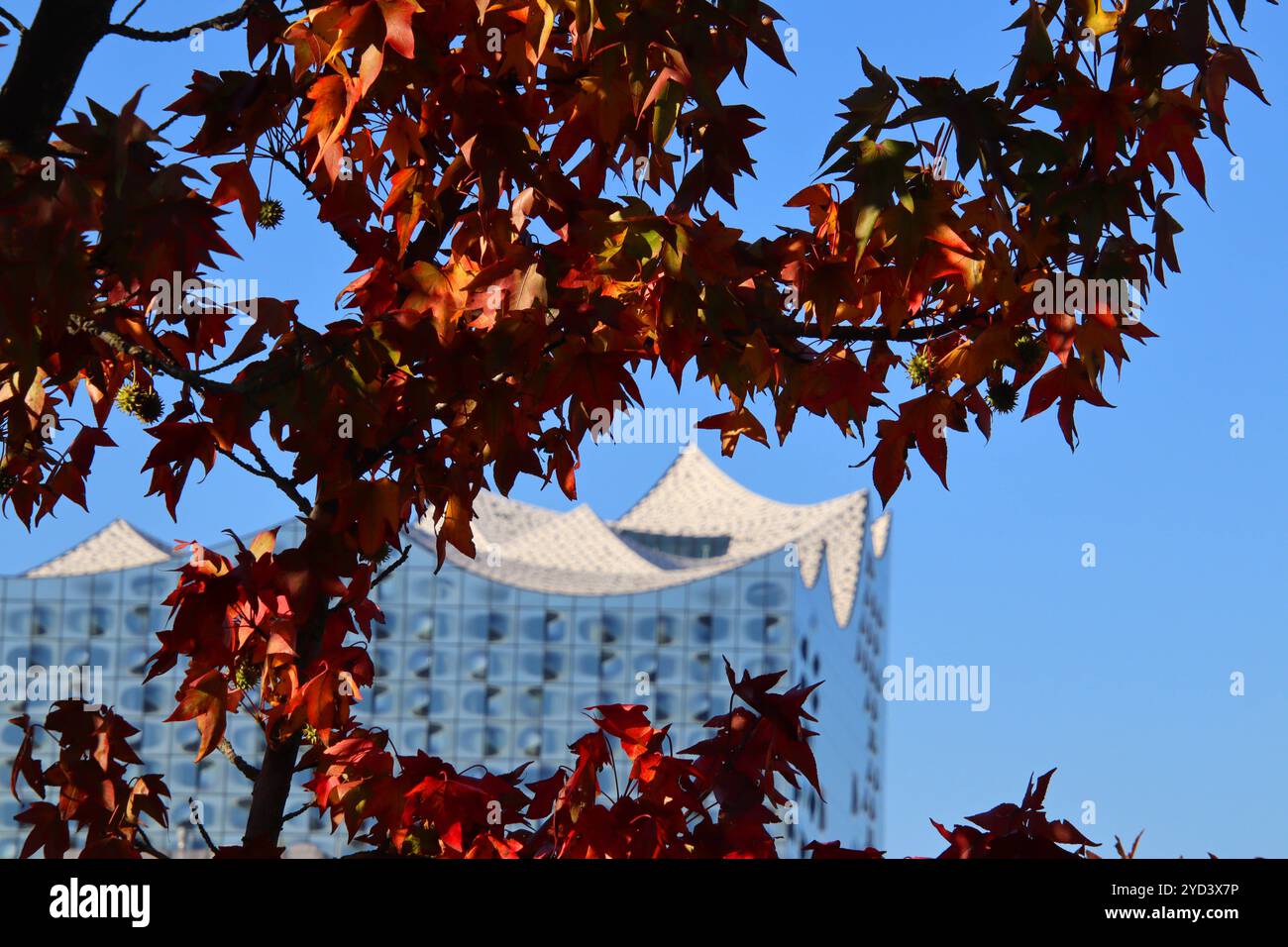 Caratteristica estate indiana: Traumhaftes Herbstwetter ad Amburgo, Mitte Oktober. Wirkt wie von buntem Laub umrahmt: Die Elbphilharmonie in der HafenCity. *** Caratterizzato da estate indiana fantastico clima autunnale ad Amburgo a metà ottobre l'Elbphilharmonie a HafenCity sembra essere circondato da fogliame colorato Foto Stock